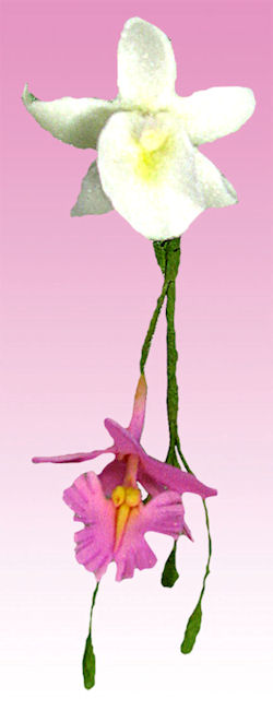 Epidendrum Orchid